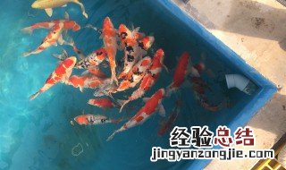 锦鲤饲养方法 锦鲤怎么饲养