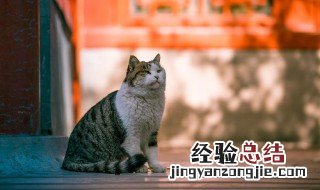 故宫有上百只的猫这些猫的作用是什么 故宫简介