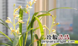 兰花为什么易烂根 兰花烂根叶子会怎么样