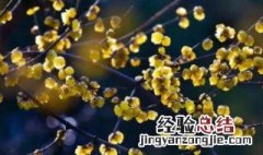 蜡梅为什么落蕾 腊梅落蕾什么原因