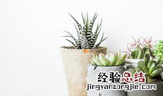 多肉植物条纹十二卷的养殖方法 条纹十二卷怎么养