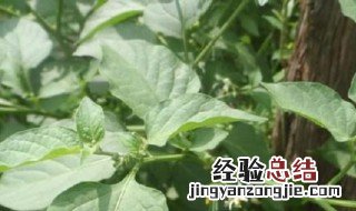 龙葵的家庭养殖方法和注意事项视频 龙葵的家庭养殖方法和注意事项