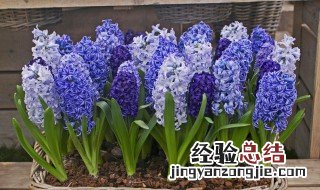风信子花蔫了怎么回事 风信子花枯萎了怎么办