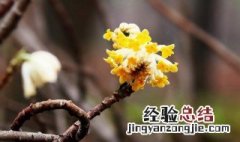 结香花的功效与作用 结香花的功效与作用图片