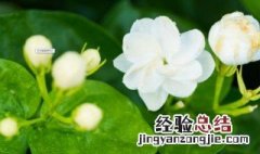 秋季怎样养茉莉花 该怎么养