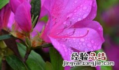 怎样杜鹃花的颜色更鲜艳 怎样使杜鹃花花大色艳