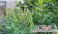 豆科植物都有根瘤吗 豆科植物的根部为什么会长小瘤子