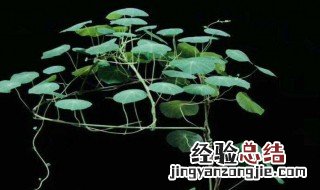 山乌龟的种植方法 山乌龟的种植方法是什么