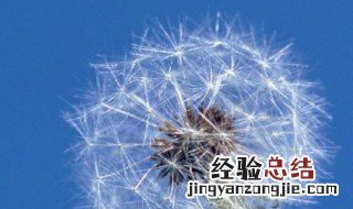 蒲公英怎么存放 储存蒲公英的方法