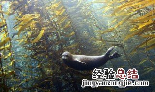 深海亚油酸是什么 深海亚油酸是什么作用