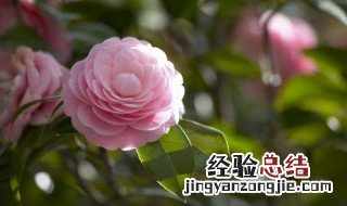 山茶花的盆栽种植方法 山茶花怎样地栽