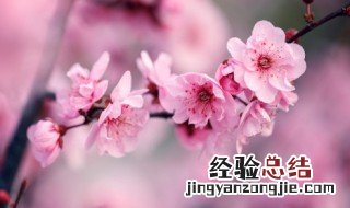 梅花怎么养殖比较好呢 梅花怎么养殖比较好