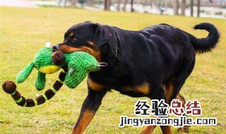 狗狗磨牙玩具怎么挑 挑选的时候要注意什么