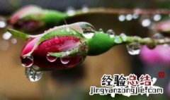 雨水的习俗 雨水的风俗有哪些