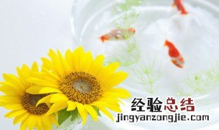 家庭养鱼养几条最好 家庭养鱼养几条最好11条可以吗