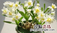 水仙花的养殖方法和注意事项 水仙花的养殖方法水培