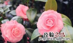 盆栽山茶花怎样养护 山茶花怎么养护最好