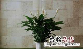 一帆风顺植物怎么养护 一帆风顺盆栽怎样养护