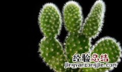 仙人掌怎么养才能开花 仙人掌怎么养