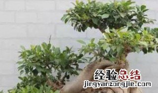 榕树盆景有哪些特点 榕树盆景有哪些特点和作用