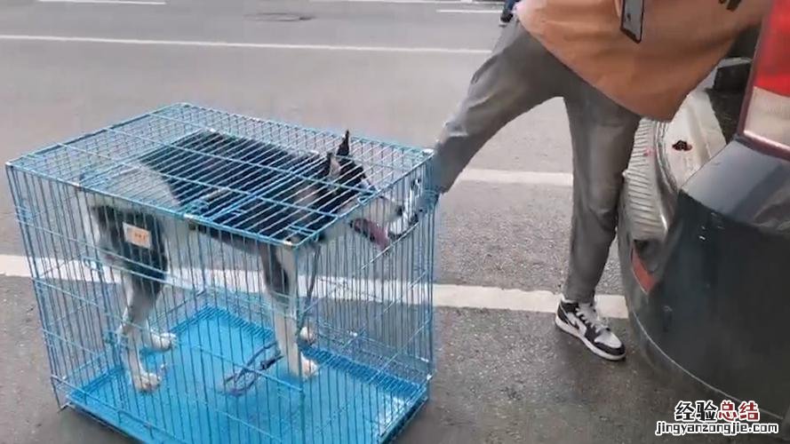 宠物托运需要多少钱