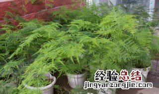文竹黄叶是什么原因造成的 文竹枝叶为什么会变黄怎么挽救