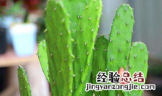 万岁仙人掌是什么品种 万岁仙人掌怎么养