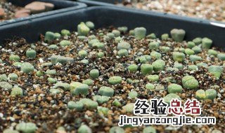 生石花栽培应注意什么 必须了解的生石花种植养护要点