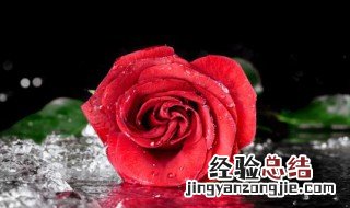 11朵玫瑰花代表什么意思 11朵玫瑰花代表的含义