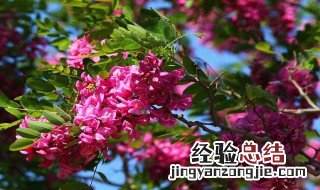 红槐花能吃吗有什么好处 红槐花能吃吗