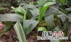 仙茅不适合哪种人群吃 仙茅的简介