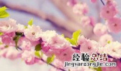 种樱花种子技巧 种樱花种子技巧是什么