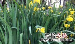 韭菜不开花技巧 韭菜不开花技巧是什么