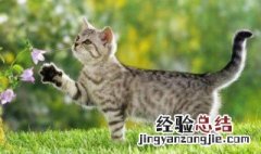 让猫自愿洗澡小妙招 怎么给自家猫咪洗澡