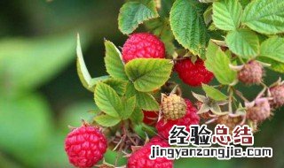 树莓的种植技术和方法图片 树莓的种植技术和方法