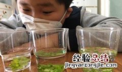 水质叶绿素保存方法 叶绿素怎样才能溶于水吗