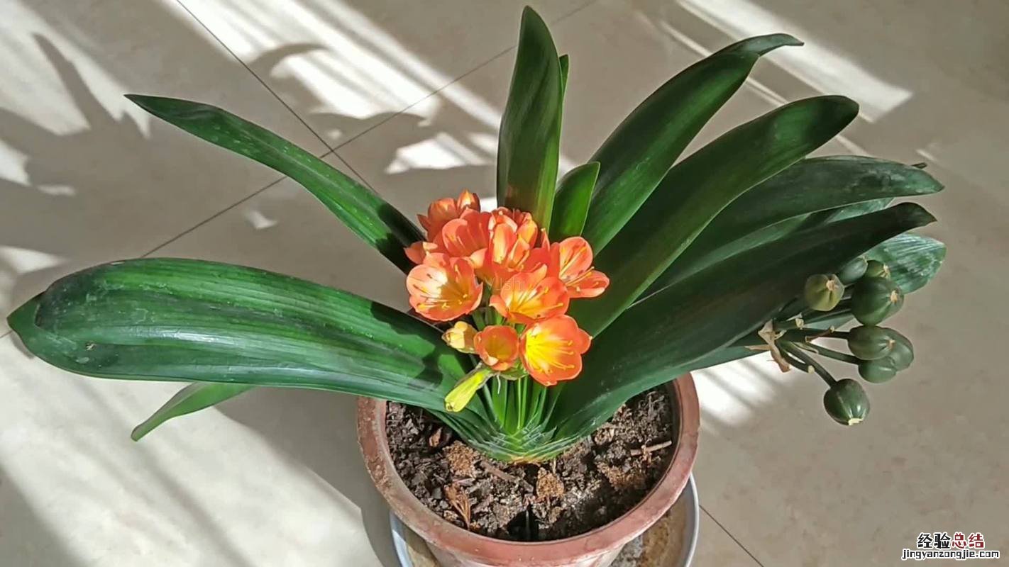 父亲节送什么花