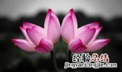 并蒂莲的花语是什么? 并蒂莲介绍