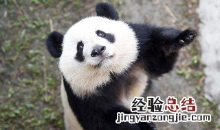 熊猫的特点和生活特征 熊猫的特点和生活特征大详解