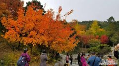 北京香山红叶什么时候红