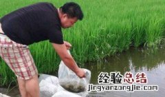 人工养泥鳅怎么养殖 人工养泥鳅的方法