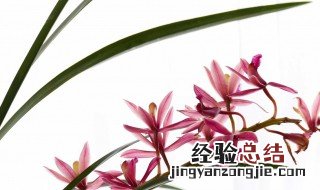 墨兰花怎么养 这样养护开花早