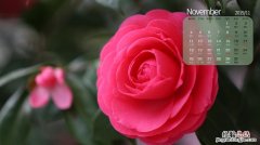 11月开什么花