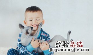 宠物猫怎么养 宠物猫养法技巧