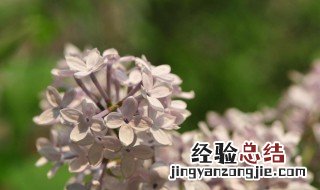 丁香花怎么养怎么种 丁香花养方法