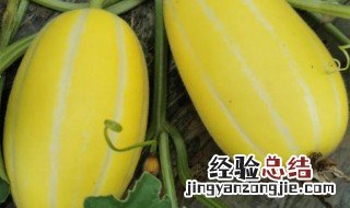 黄金瓜的功效与作用 黄金瓜的功效与作用是什么