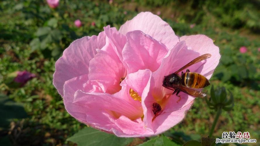 10月开什么花