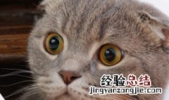 得了猫瘟家里怎么消毒 猫瘟家里怎么消毒