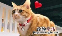 易胖体质的三种猫是哪些 易胖体质的三种猫是哪些猫