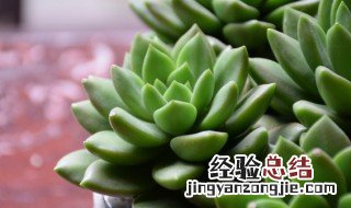 多肉植物该怎么养护 多肉植物该怎么养